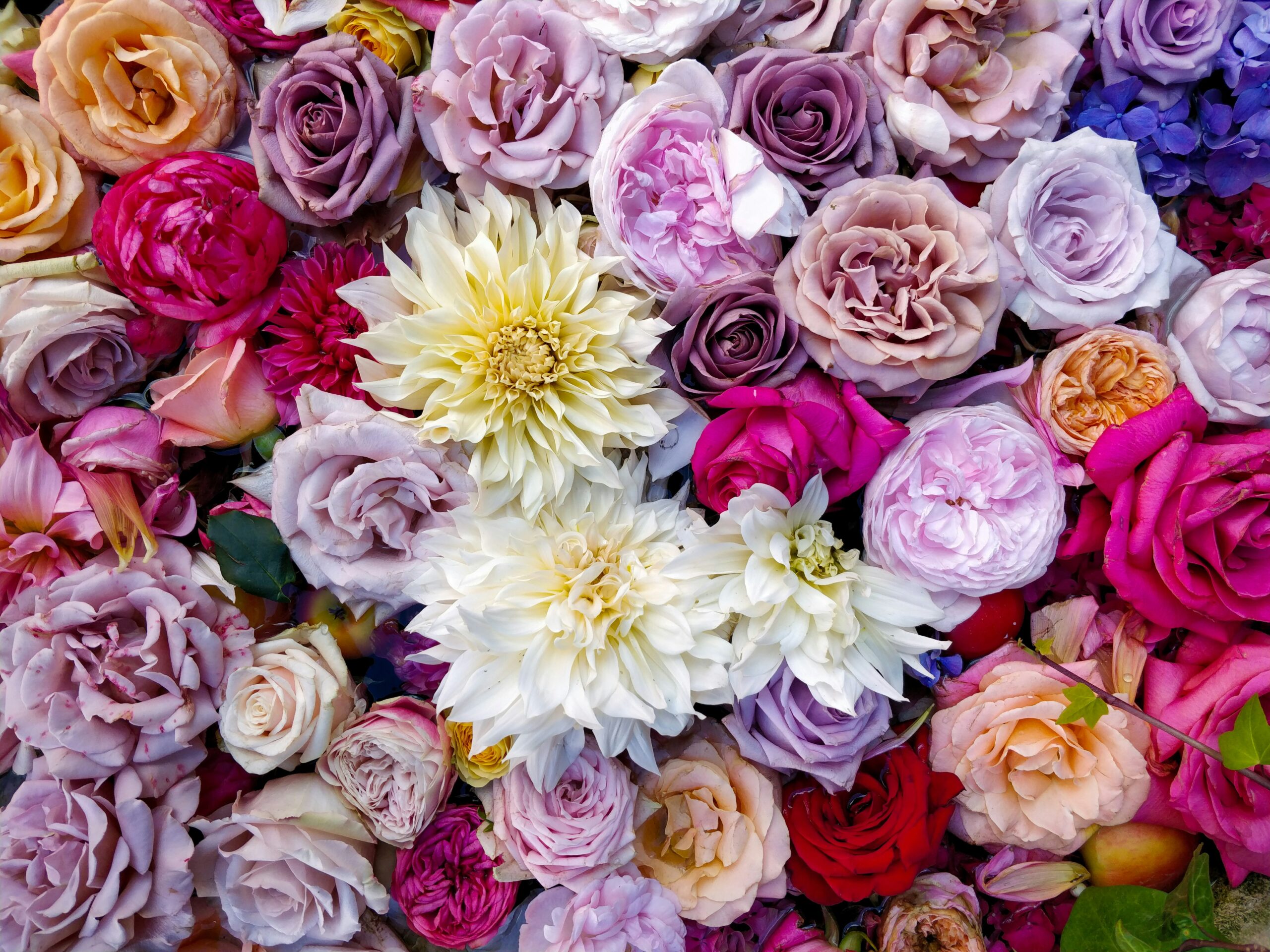 max williams jeq mz11xAY unsplash scaled Bloom Bars