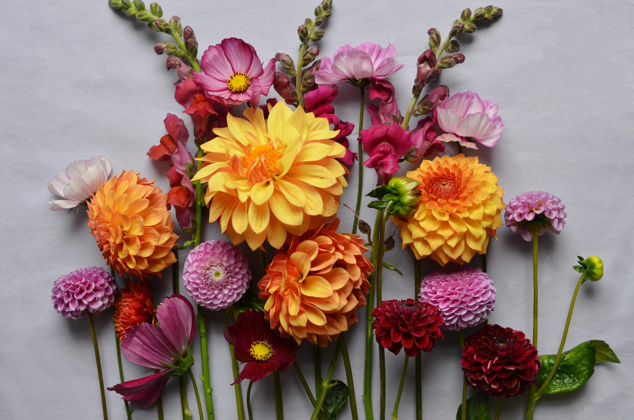 rachael cox 47uhEW4XvNc unsplash scaled Bloom Bars